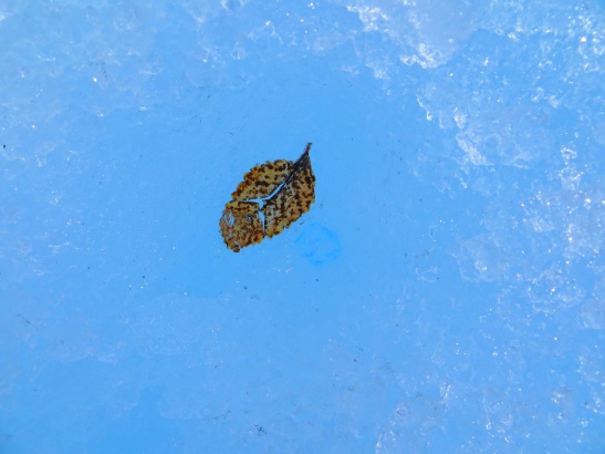 Perito Moreno Glacier - Leaf stuck in ice