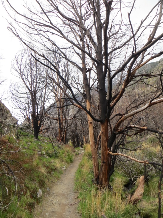 Trees burned from fire in 2011 between Paine Grande and Grey.