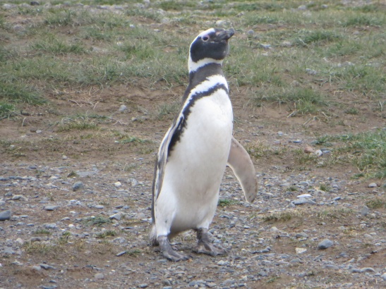Isla Magdalena - Magellanic Penguin