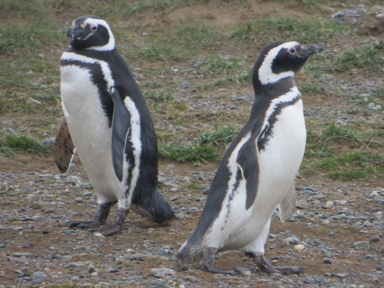 Isla Magdalena - Magellanic Penguin