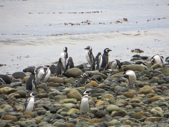 Isla Magdalena - Magellanic Penguins