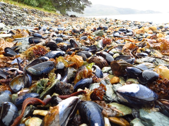 Park Tierra del Fuego - Mussels on the beach