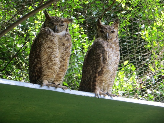 Cerro Pan de Azucar - Animal Reserve - Owls