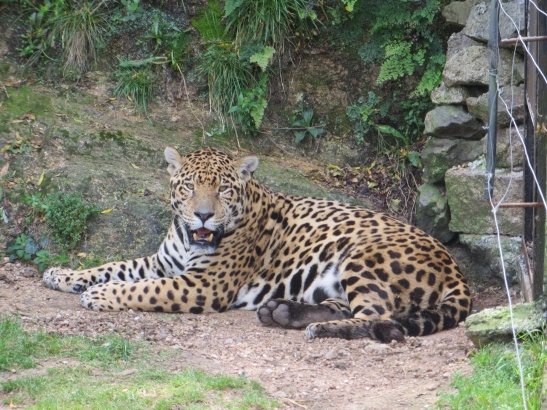Cerro Pan de Azucar - Animal Reserve - Leopard
