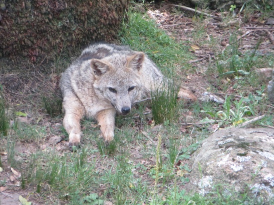 Cerro Pan de Azucar - Animal Reserve - Fox