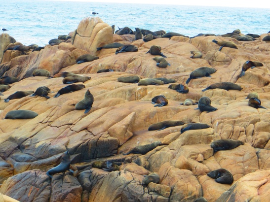 Cabo Polonio - Sea Lions in front of the lighthouse