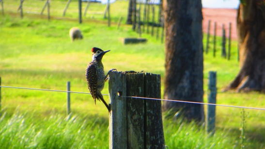 Punta del Diablo - Woodpecker