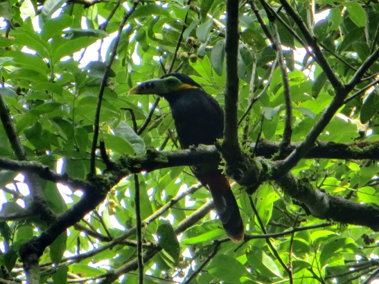 Toucan on the Macuco trail