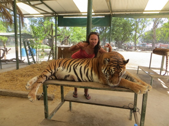 Rodora with a large female Tiger