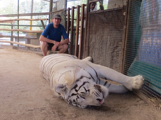 Toby with a white Siberian Tiger