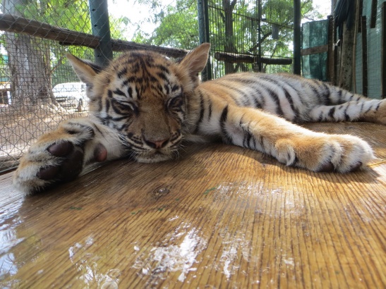 Tiger cub taking a nap